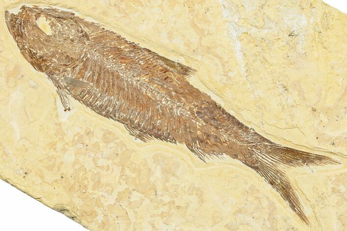 Detailed Fossil Fish (Knightia) - Wyoming #244201